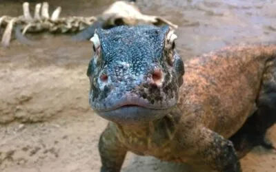 Message from Clyde Peeling’s Reptiland: