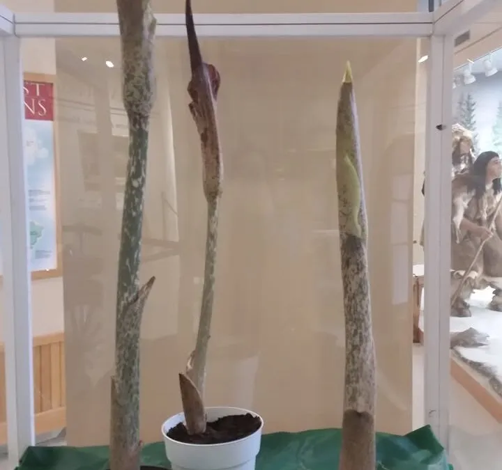 The Taber Museum of the Lycoming County Historical Society ...